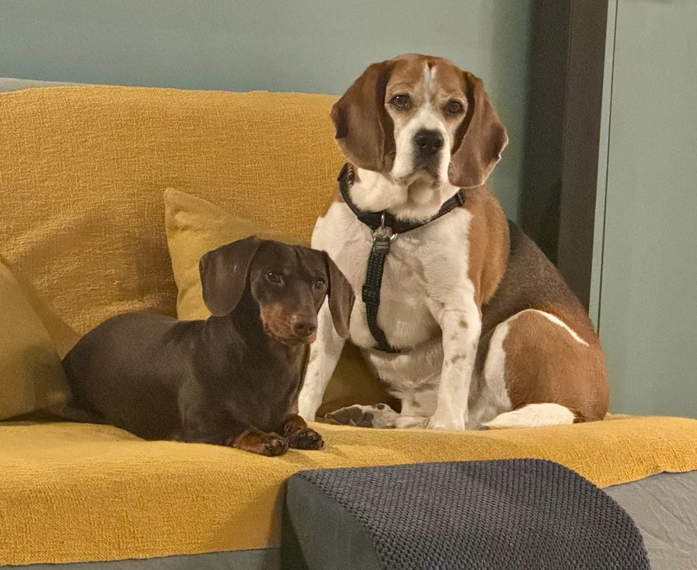 Asilo House of Dogs