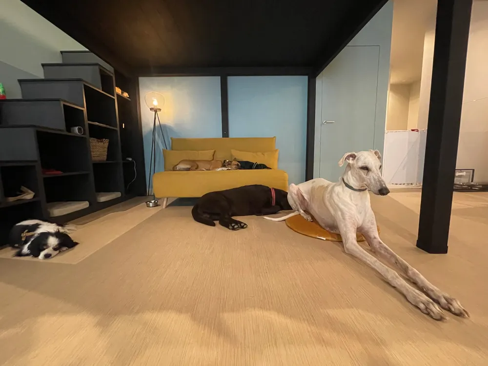 Asilo House of Dogs