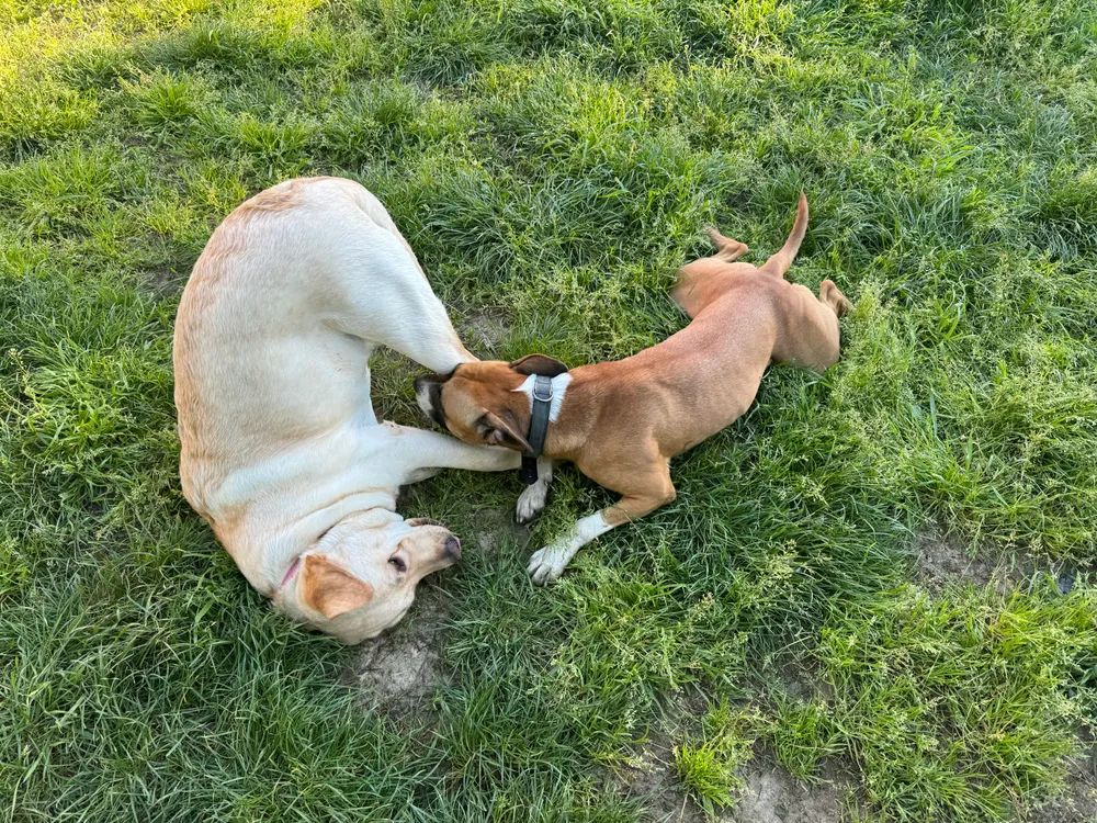 Asilo House of Dogs