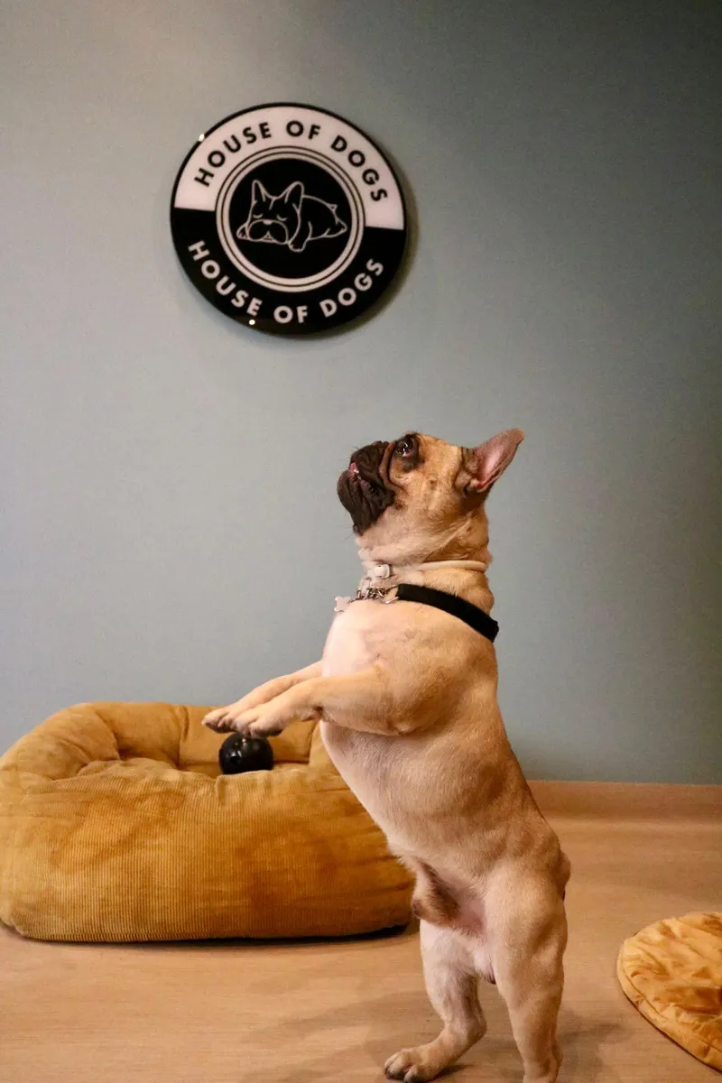 Cane felice a House of Dogs