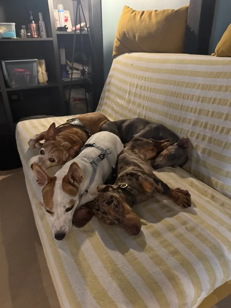 Pensione House of Dogs