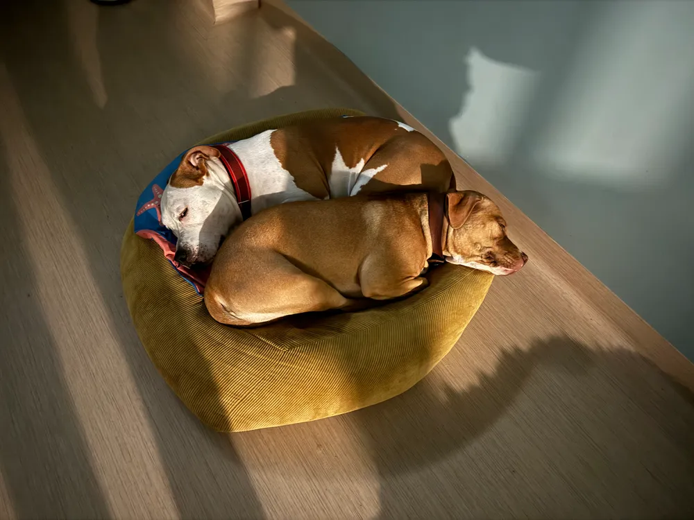 Pensione House of Dogs