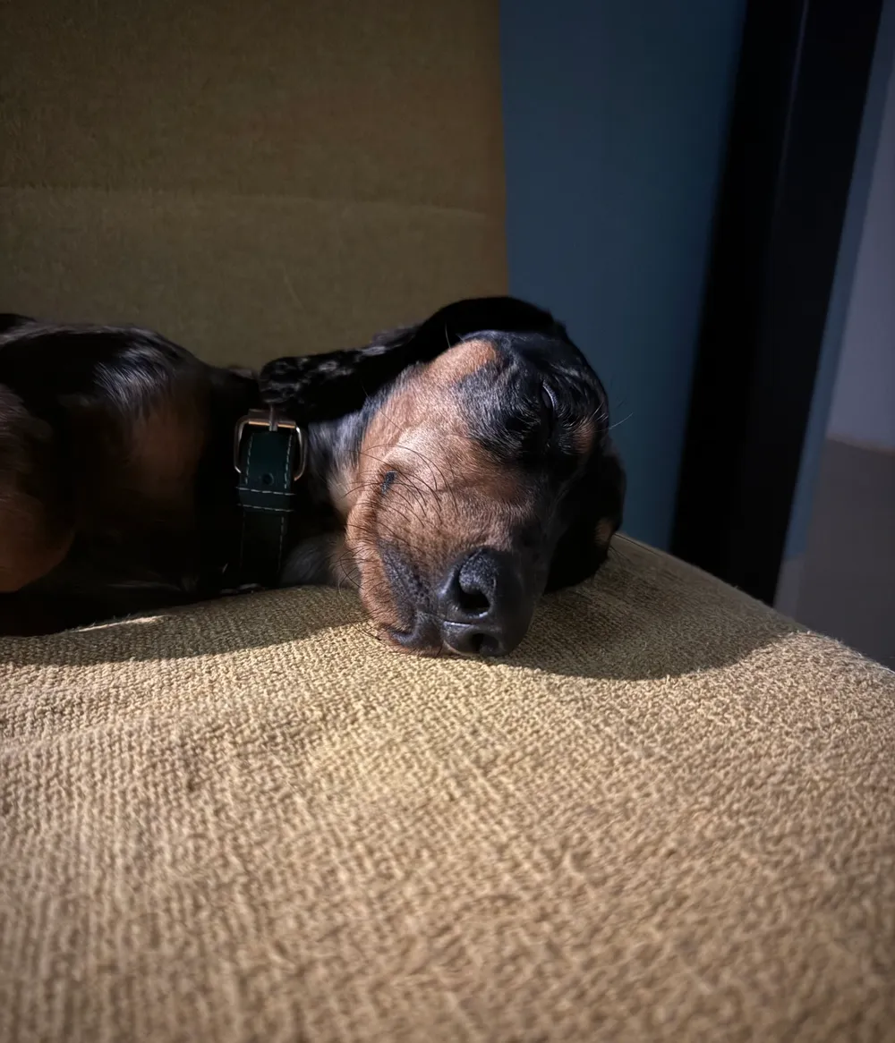 Pensione House of Dogs