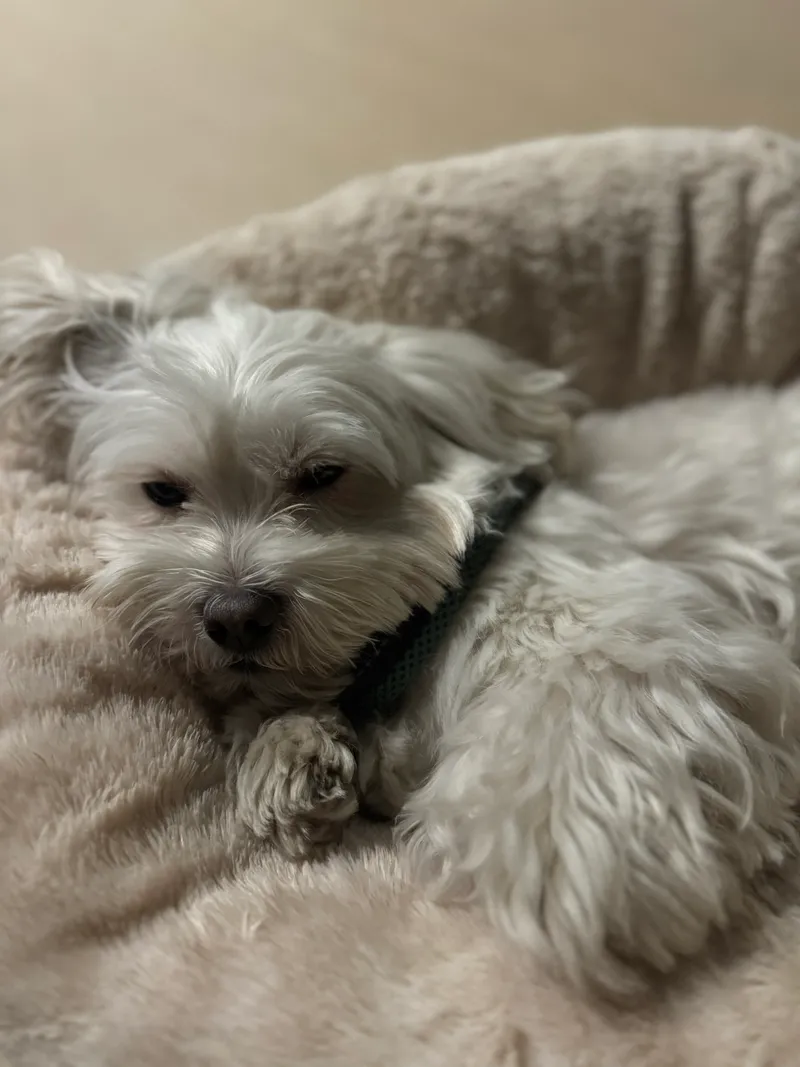 Pensione per cani a Milano